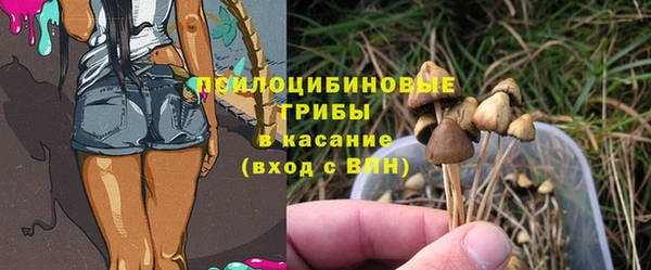 стаф Аркадак